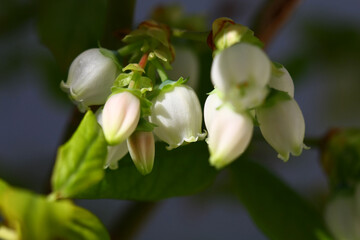 Growing frost-resistant blueberries on the balcony of the apartment. In the spring.