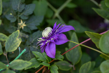 Blooming purple clematis flower on a green background in summertime macro photography. Traveller's joy garden flower with lilac petals closeup photo on a sunny summer day.	