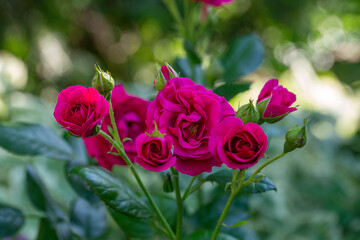 Blooming pink rose flower macro photography on a sunny summer day. Garden rose with pink petals close-up photo in the summertime. Tender rosa floral background.	