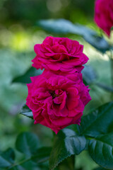 Blooming pink rose flower macro photography on a sunny summer day. Garden rose with pink petals close-up photo in the summertime. Tender rosa floral background.	