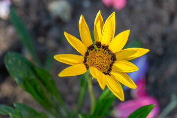 Blossom gazania flower on a summer sunny day macro photography. Daisy flower with yellow petals in summertime, close-up photo.	