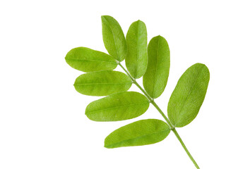 green leaves on a transparent background