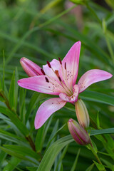 Fototapeta premium Blooming pink lily on a green background on a summer sunny day macro photography. Garden lillies with bright pink petals in summer, close-up photography. 