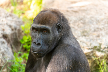 Western lowland gorilla sitting on the grass in the park. Summer day at the zoo.