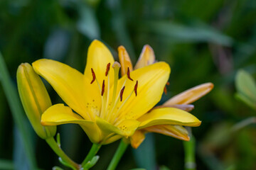 Obraz premium Blooming yellow lily in a summer sunset light macro photography. Garden lillies with bright orange petals in summertime, close-up photography. Large flowers in sunny day floral background.