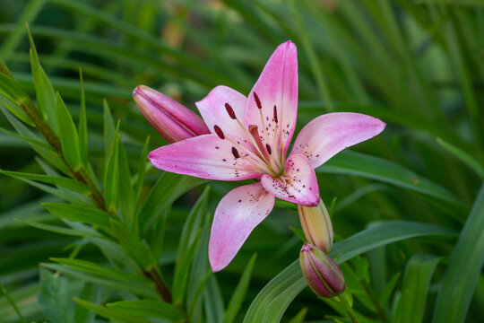 Blooming pink lily on a green background on a summer sunny day macro photography. Garden lillies with bright pink petals in summer, close-up photography.	