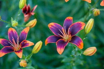 Multicolor lily flower macro photography in a summer day. Bright garden flowers with bicolor petals on a green background closeup photo.	