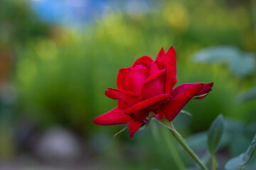 Blossom red rose flower macro photography on a sunny summer day. Garden rose with scarlet petals close-up photo in the summertime. Scarlet rosa floral background.	