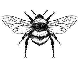 llustration of a Bumblebee, Bombus, Bee. Graden Bumblebee. Vector hand drawn sketch illustration.