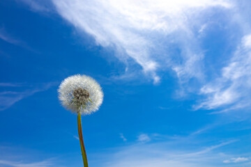 青空とたんぽぽの綿毛