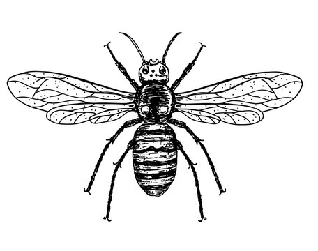 Illustration of a Hornet in a vintage sketch style. Hand drawn wasp isolated on white. Emblem of a bee, hornet, pest, sting Vector illustration isolated on a white background.