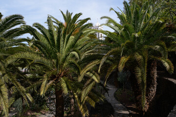 Fototapeta na wymiar Green palm trees and a church tower of the Parroquia de Santa Ana in the background in Garachico (Tenerife, Canary Islands, Spain)