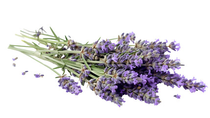 Lavender isolated transparent background png generative AI