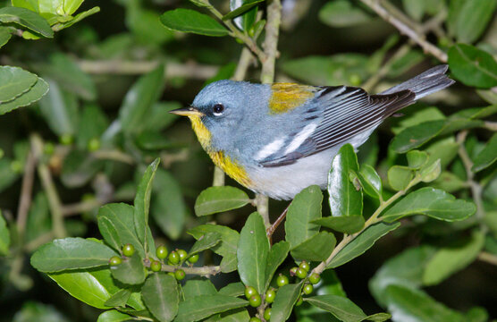 Northern parula (Setophaga americana) during spring migration; Galveston, Texas, USA.