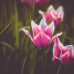 violet tulips in the gras, bokeh photography