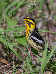 Blackburnian warbler (Setophaga fusca) searching insects on the ground during spring migration, Galveston, Texas, USA.