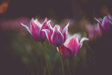 violet tulips in the gras, bokeh photography