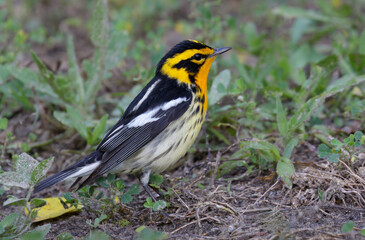 Blackburnian warbler (Setophaga fusca) searching insects on the ground during spring migration, Galveston, Texas, USA.