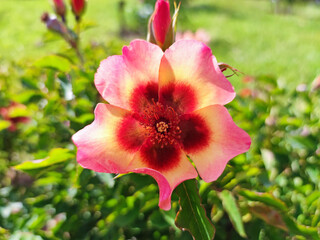 bonita flor exótica en el jardín