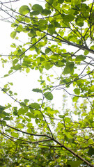 Hojas de roble a contraluz en arbol 