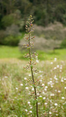 Bolas de semillas algodonosas en valle de Asturias