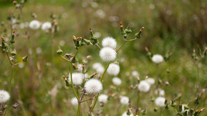 Bolas de semillas algodonosas en valle de Asturias