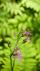 Flores silvestres moradas en bosque de Asturias