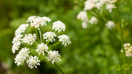 Fototapeta premium Inflorescencia blanca en planta silvestre en bosque