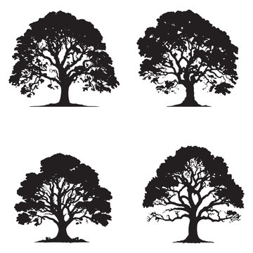 set of Banyan trees silhouettes. Big tree black silhouette