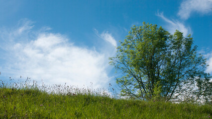 Obraz premium Arbol tras ladera y cielo