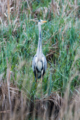 Graureiher bei der Jagd