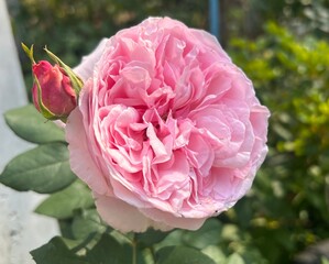 Rosa 'Mary Rose' (Ausmary) blossom in the garden.