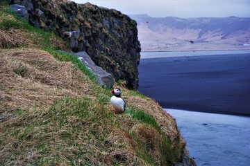 Maskonury, na półwyspie Dyrhólaey, Islandia