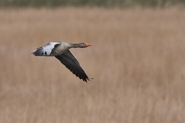Graugans im Flug
