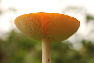 the underside of the cap of a big mushroom with white lamellae or gills with spores closeup