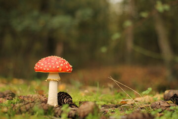 a red fly agaric mushroom with a round cap in a forest closeup with a soft green background