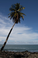 Palmier et ciel bleu