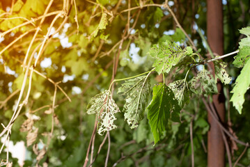 Viburnum tree leaves are damaged by bugs and pests. The damaged leaves of the tree are all in holes...