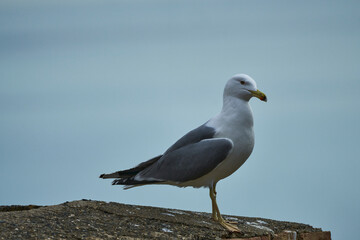 seagull