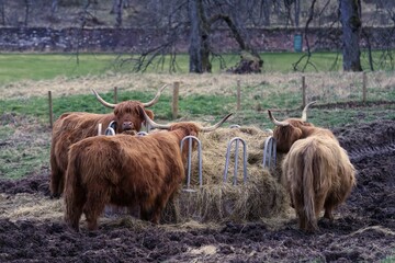 Highland cows on the farm