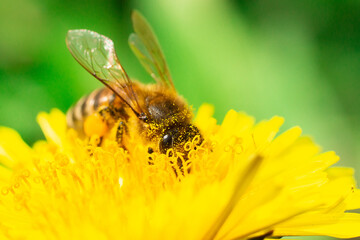 Bee flying on and over dandelion