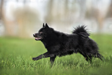 happy schipperke dog running on grass  outdoors in summer