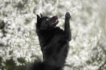 schipperke dog begging outdoors in spring in front of a blooming tree