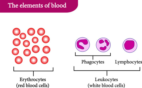 illustration vector of blood elements