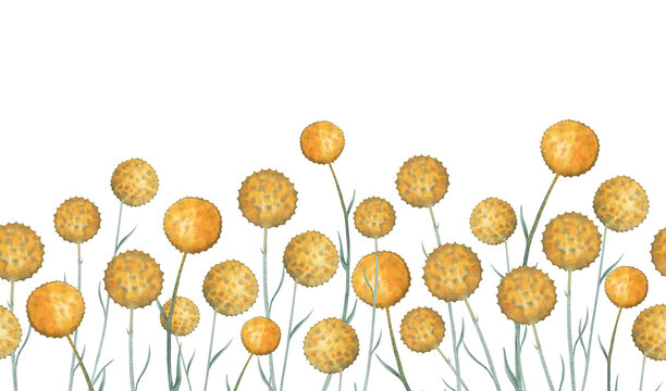 Watercolour yellow round flower craspedia seamless border hand drawn. High quality illustration