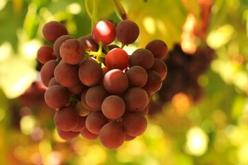 table grapes from export variety flame