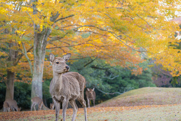 奈良 - 【奈良公園の鹿と紅葉】