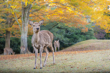 奈良 - 【奈良公園の鹿と紅葉】