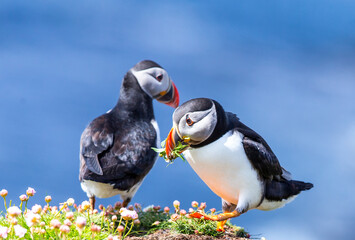 Puffin pair