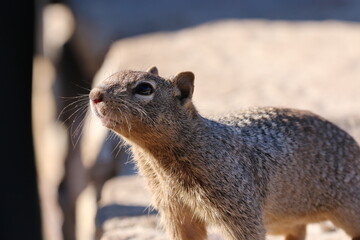 Prairie Dog